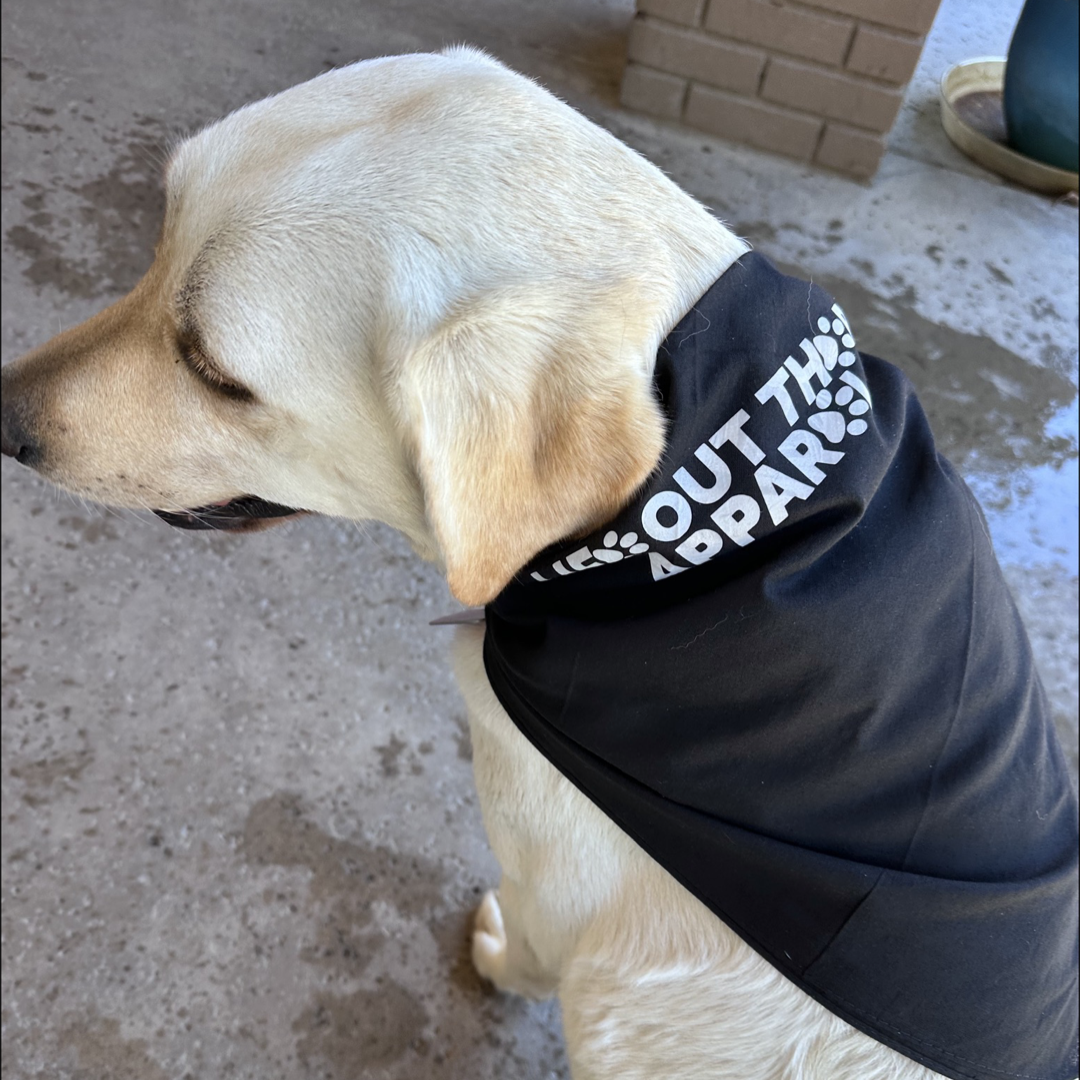 A yellow Labrador retriever, truly man's best friend, wears a black bandana designed by Life Out There Apparel, featuring silver reflective paw prints and text that reads "Best Friend Dog Bandanas," as it sits on a concrete floor near a brick wall.